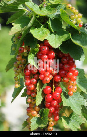 Groseille rouge Banque D'Images