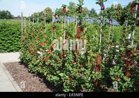 Groseille rouge Banque D'Images