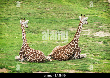 Deux girafes Rothschild se reposant dans l'herbe. Banque D'Images