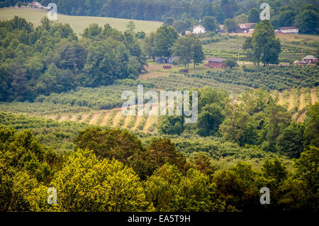 Vinyard dans une distance de montagnes Virginie Banque D'Images