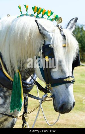 Shire Horse portrait blanc Banque D'Images