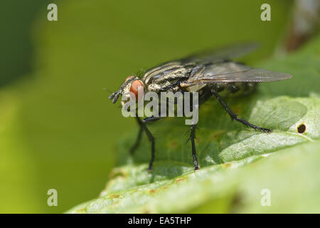 Mouche à viande commune Banque D'Images