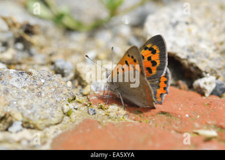 Grand cuivre Banque D'Images