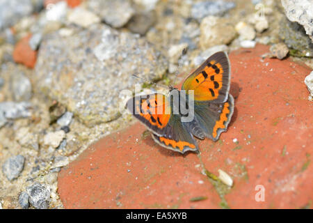 Grand cuivre Banque D'Images