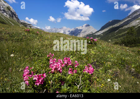 Roses dans les alpes Banque D'Images