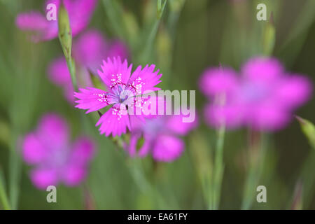 Fleurs rose de jeune fille Banque D'Images