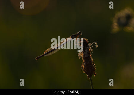 Demoiselle à pattes blanches Banque D'Images