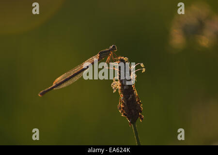 Demoiselle à pattes blanches Banque D'Images