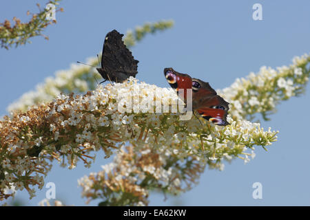 Butterfly bush Banque D'Images