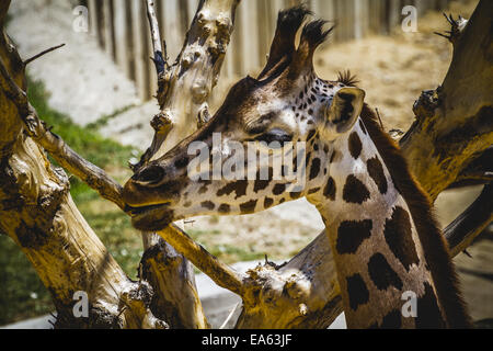 Belle girafe dans un zoo park Banque D'Images