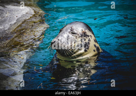 Seal se reposant dans le soleil dans l'eau Banque D'Images