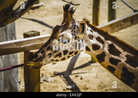 Giraffa, belle girafe dans un zoo park Banque D'Images