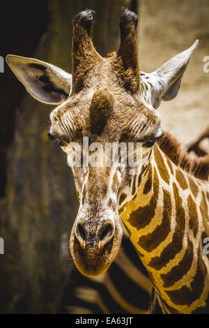Drôle belle girafe dans un zoo park Banque D'Images