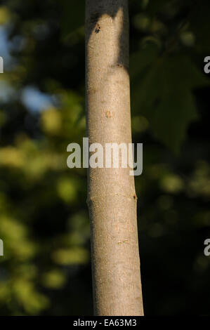 Érable à sucre Banque D'Images