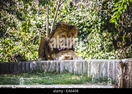 Lion mâle au repos prédateur allongé au soleil Banque D'Images