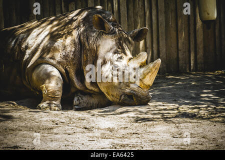 Rhino puissant reposant à l'ombre Banque D'Images