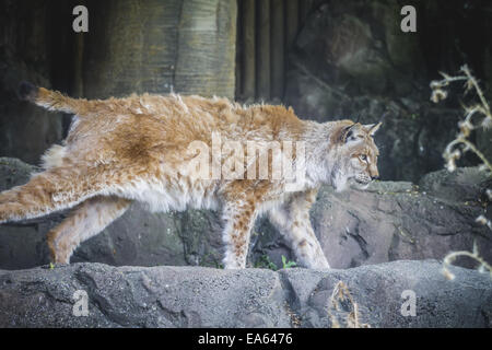 Le lynx chasse un oiseau Banque D'Images