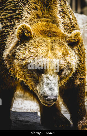 Zoo, belle et l'ours brun, de mammifères à fourrure Banque D'Images