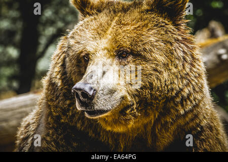 Zoo, belle et l'ours brun, de mammifères à fourrure Banque D'Images