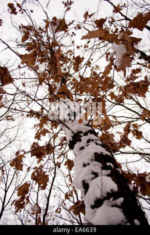 Brun sec feuilles sur un arbre Banque D'Images