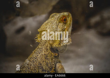 Peau de lézard écailleux se reposant dans le soleil Banque D'Images