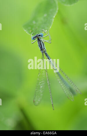 Demoiselle à pattes blanches Banque D'Images