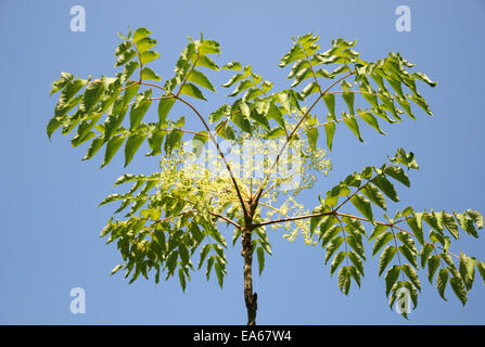 Arbre généalogique angelica japonais Banque D'Images