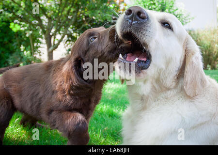 Flat Coated Retriever Puppy Banque D'Images