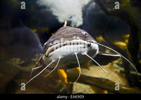 Ce poisson-chat Banque D'Images