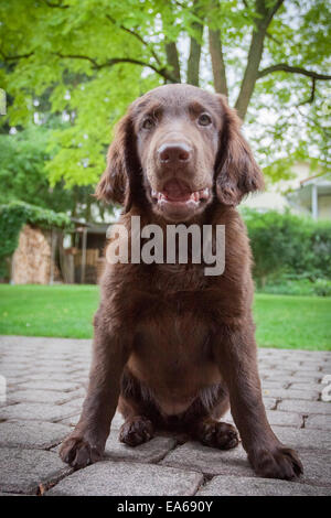 Flat Coated Retriever Puppy Banque D'Images