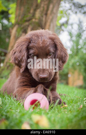 Flat Coated Retriever Puppy Banque D'Images