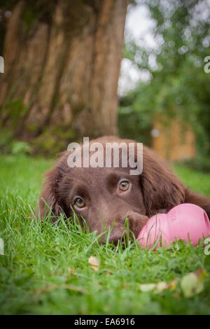 Flat Coated Retriever Puppy Banque D'Images