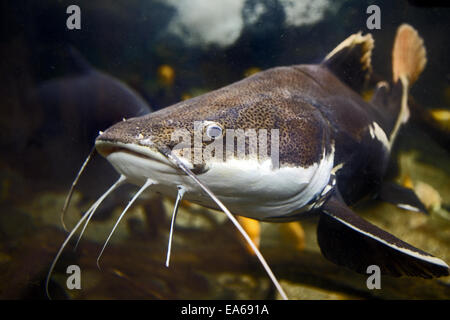 Ce poisson-chat Banque D'Images