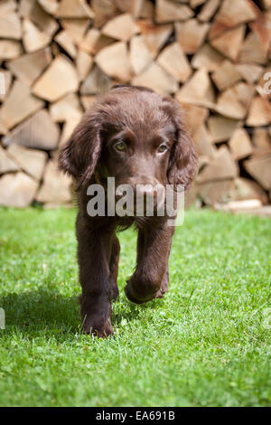 Flat Coated Retriever Puppy Banque D'Images