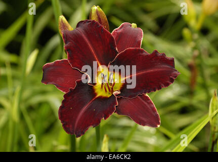 Hemerocallis Ed Murray Banque D'Images