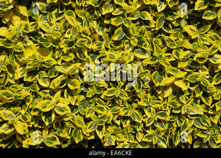 Euonymus fortunei Emerald n Gold Banque D'Images