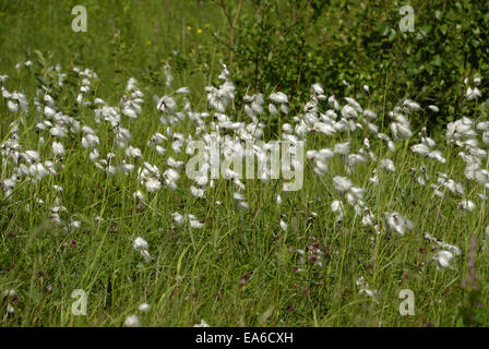 La linaigrette sur Senja Banque D'Images