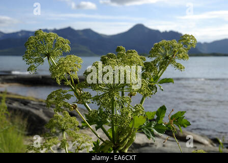 Angelica archangelica Banque D'Images