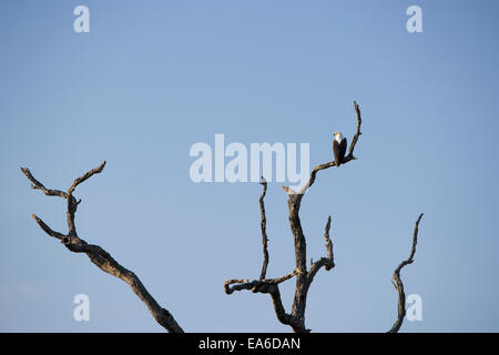 African Fish Eagle in tree Banque D'Images