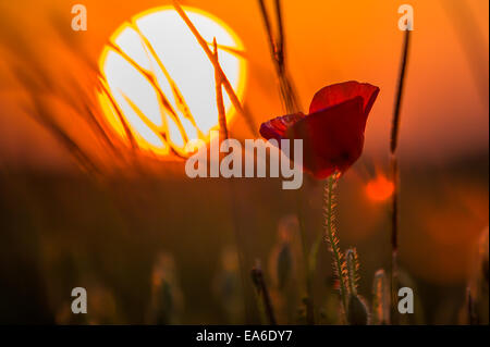 France, pavot au coucher du soleil Banque D'Images