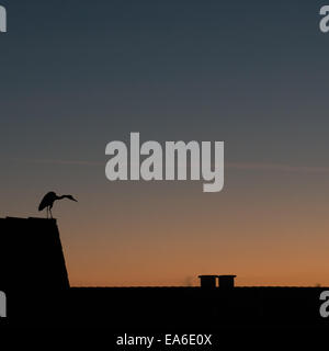 L'Allemagne, en Rhénanie du Nord-Westphalie, Dusseldorf, oiseau au coucher du soleil Banque D'Images