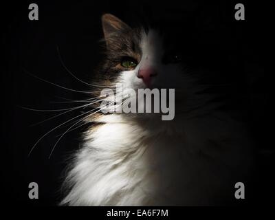 Portrait d'un chat au soleil Banque D'Images