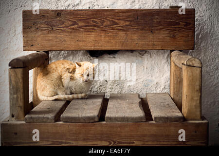 Sommeil de chat sur chaise en bois Banque D'Images