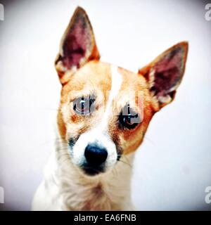 Jack Russell Terrier dog head shot Banque D'Images