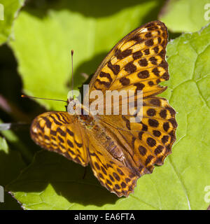 Argynnis paphia Banque D'Images