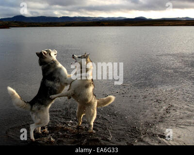 Deux Huskies jouant par le lac Hafravatn, Islande Banque D'Images