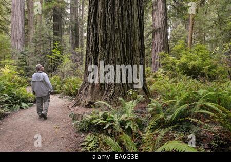 États-unis, Californie, Redwood National Park, Randonneur sur Templeman Grove Trail Banque D'Images