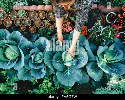 États-unis, Californie, Comté de Santa Clara, Woman working in vegetable garden Banque D'Images