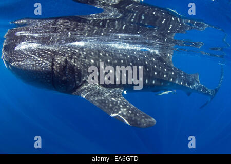 Requin baleine, Isla Mujeres, Quintana Roo, Mexique Banque D'Images