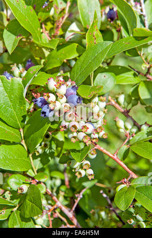 Le nord de bleuets en corymbe à divers stades de maturation de plus en plus sur la bush dans le New Hampshire, USA. Banque D'Images